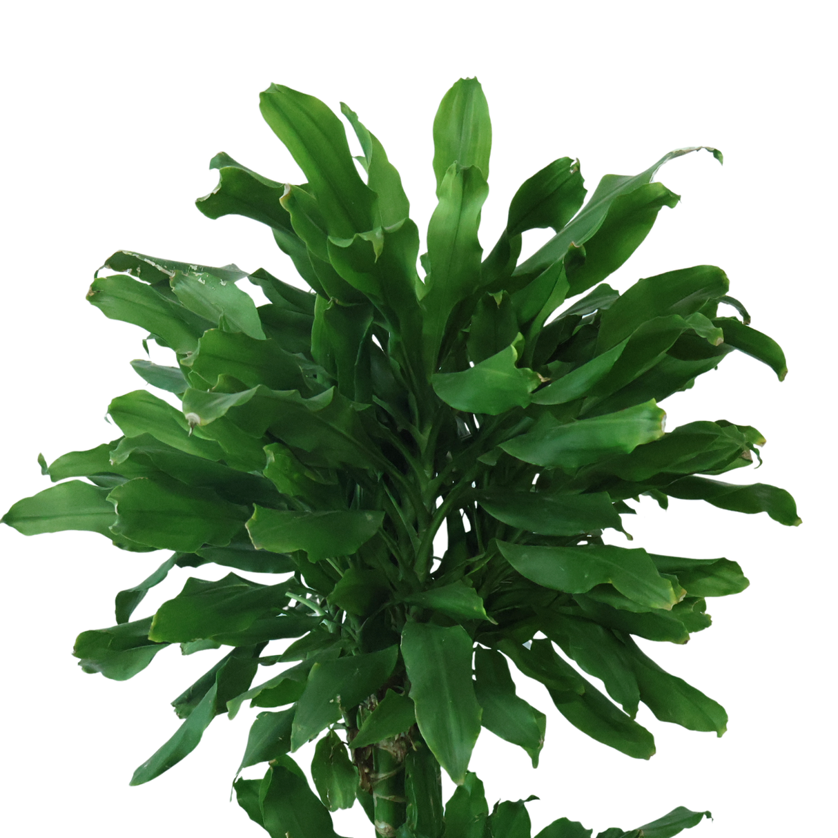 Dracaena Fragrans (Corn Plant)
