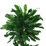 Dracaena Fragrans (Corn Plant)