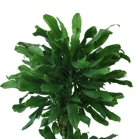 Dracaena Fragrans (Corn Plant)