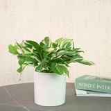 Epipremnum Aureum ( N'Joy Pothos) in Ceramic Pot - Corporate Gifts