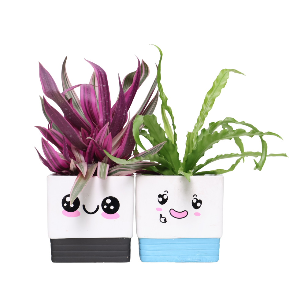 Adorable Pot with Assorted Plant (Gift)