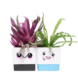 Adorable Pot with Assorted Plant (Gift)