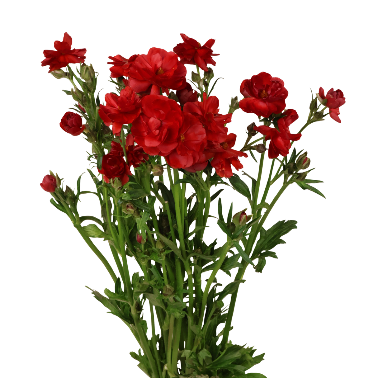 Persian Buttercup (Holland)