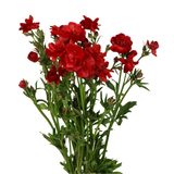 Persian Buttercup (Holland)