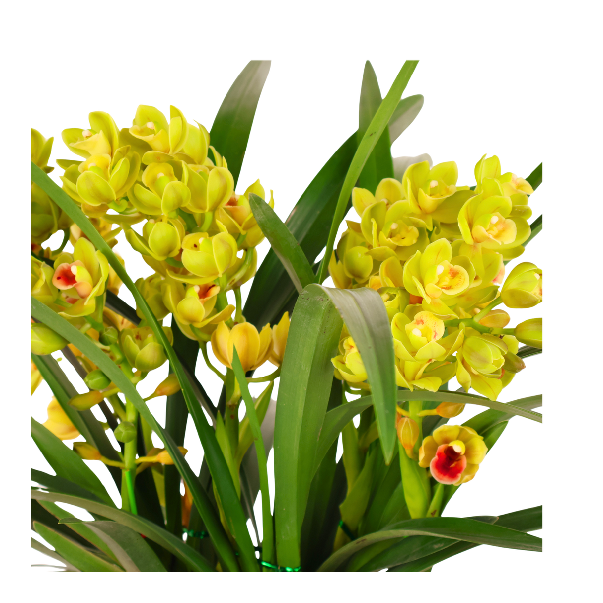 Cymbidium Plant (Boat Orchids)