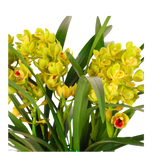 Cymbidium Plant (Boat Orchids)