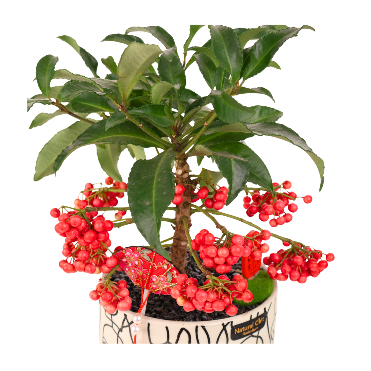 Ardisia Crenata Plant (Coral berry)