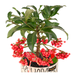 Ardisia Crenata Plant (Coral berry)