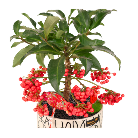 Ardisia Crenata Plant (Coral berry)