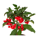 Ardisia Crenata Plant (Coral berry)