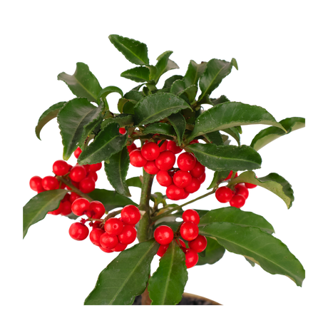 Ardisia Crenata Plant (Coral berry)