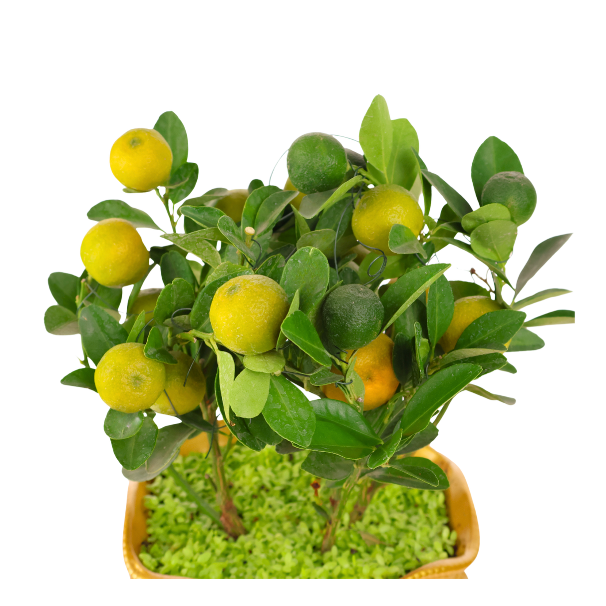 Lime Plant (Calamansi)