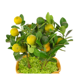 Lime Plant (Calamansi)