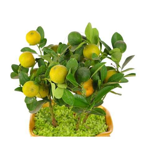 Lime Plant (Calamansi)