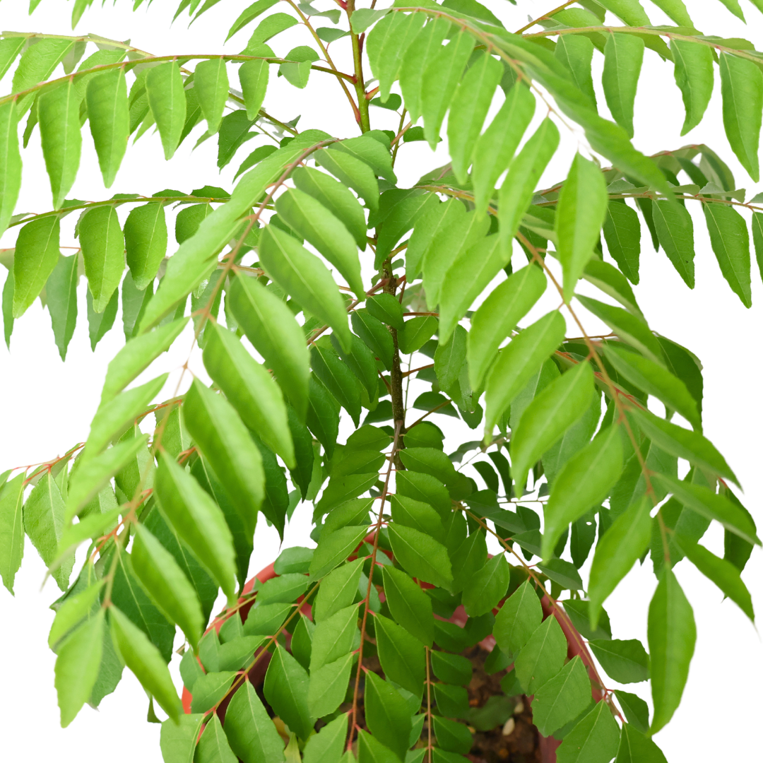 Curry Leaf Herbs Plant - L