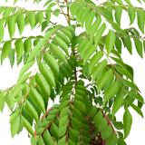 Curry Leaf Herbs Plant - L