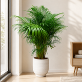 Yellow Palm in Ceramic Pot (1.7m)