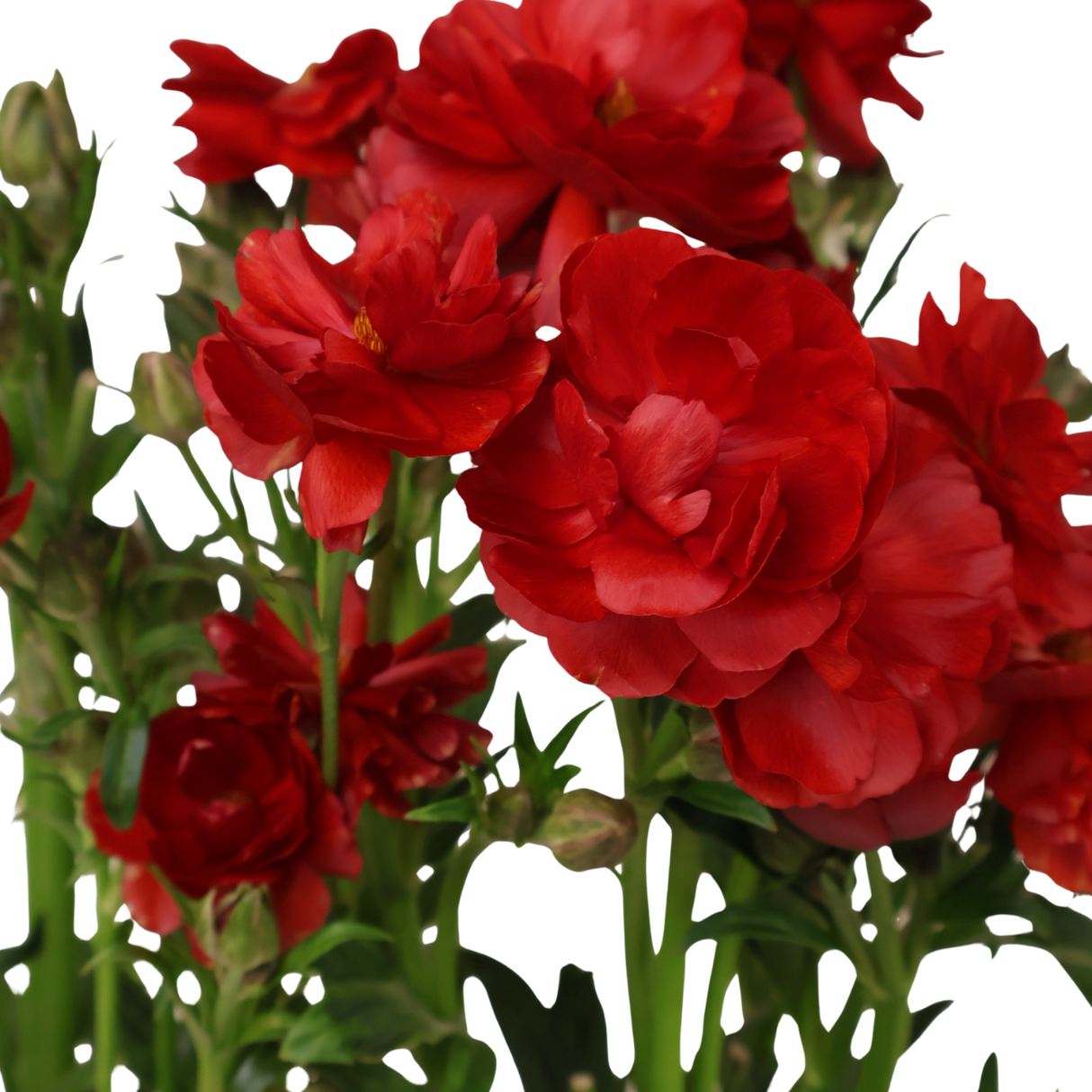 Persian Buttercup (Holland)