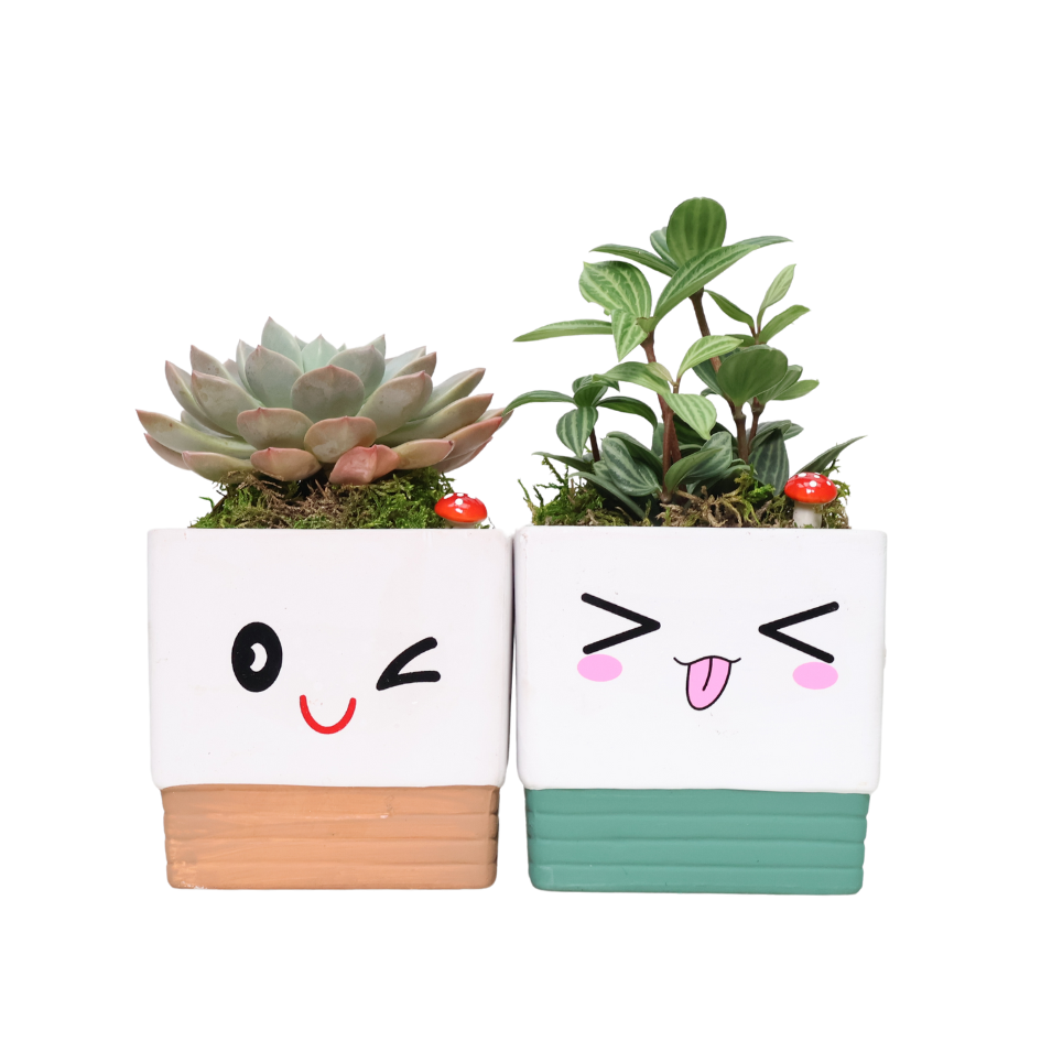 Adorable Pot with Assorted Plant (Gift)