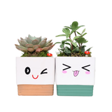 Adorable Pot with Assorted Plant (Gift)