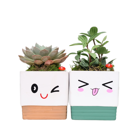 Adorable Pot with Assorted Plant (Gift)