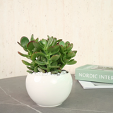 Jade Plant in Ceramic Pot - Corporate Gifts