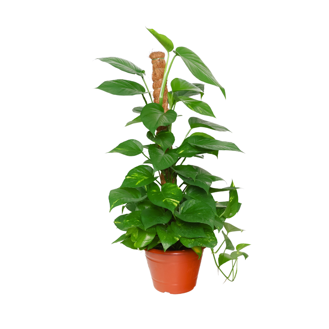 money plant sg Epipremnum Aureum Variegated , Money Plant (0.9m)