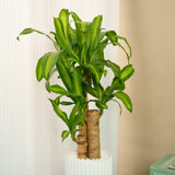 Dracaena Fragrans (Iron Tree) in Ceramic Pot