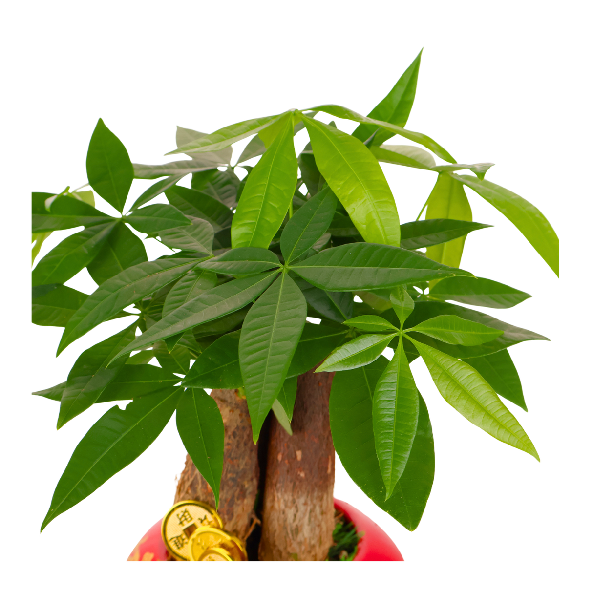 Pachira Plant in Festive Pot (Money Tree 发财树)