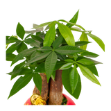 Pachira Plant in Festive Pot (Money Tree 发财树)