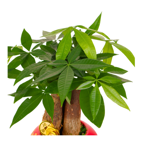 Pachira Plant in Festive Pot (Money Tree 发财树)