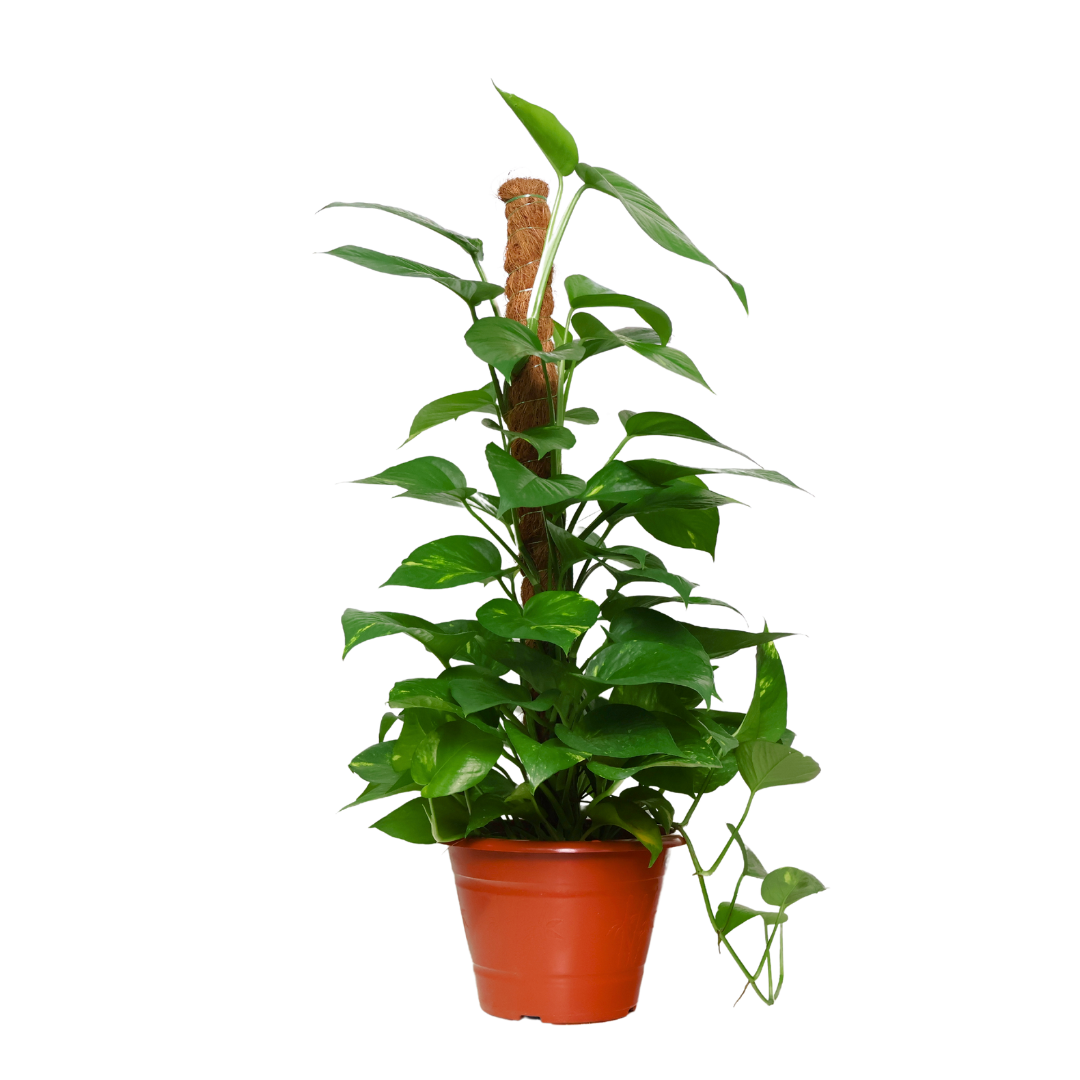 Epipremnum Aureum Variegated , Money Plant (0.9m)