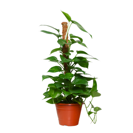 Epipremnum Aureum Variegated , Money Plant (0.9m)