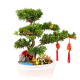 Podocarpus Bonsai