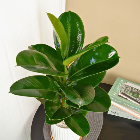 Ficus Elastica (Rubber Plant) in Ceramic Pot