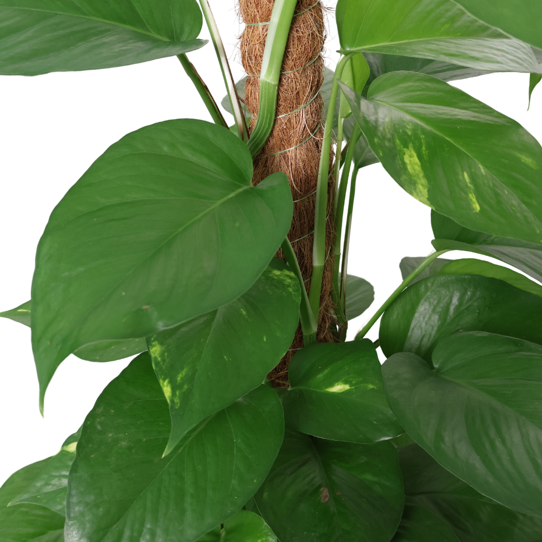 Epipremnum Aureum Variegated , Money Plant (0.9m)