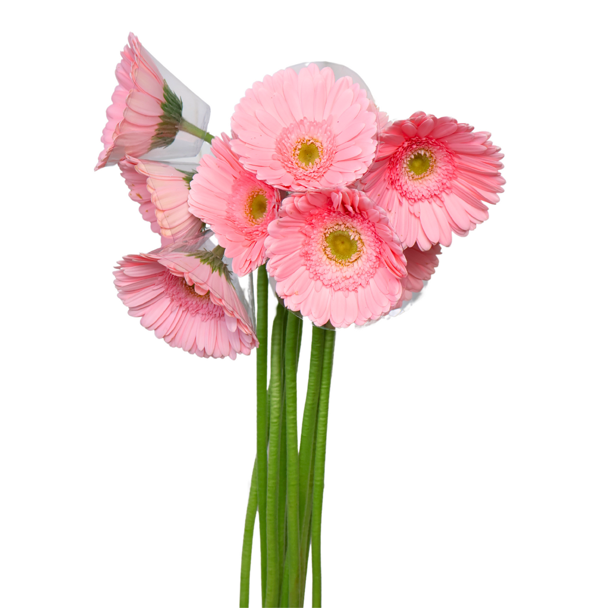 Gerbera (Malaysia)