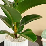 Ficus Elastica (Rubber Plant) in Ceramic Pot