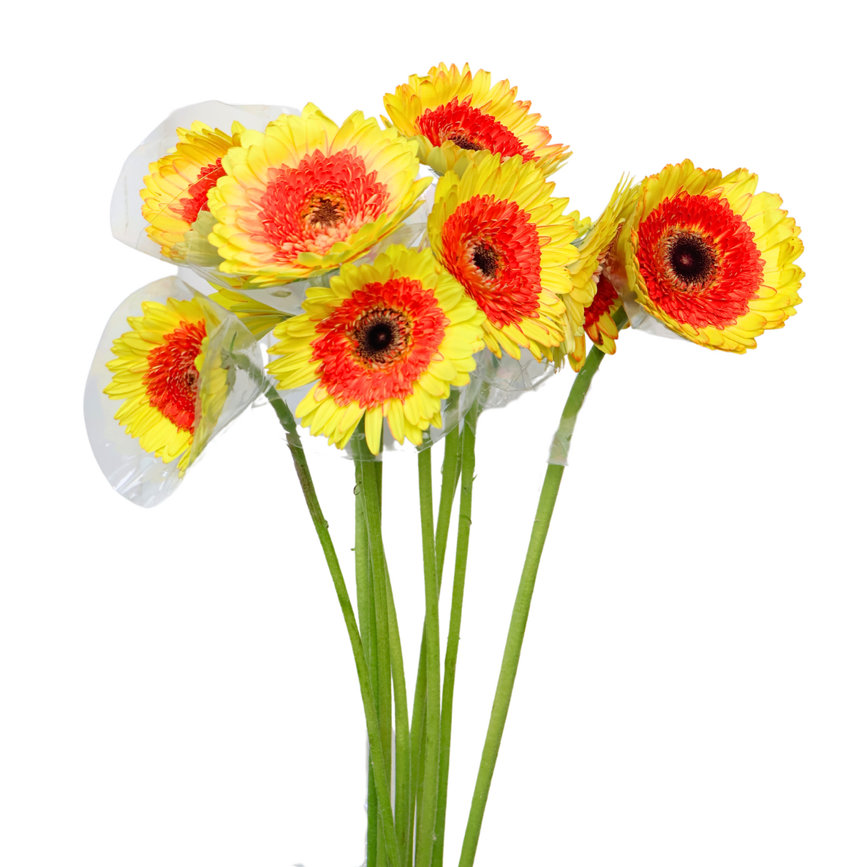 Gerbera (Malaysia)