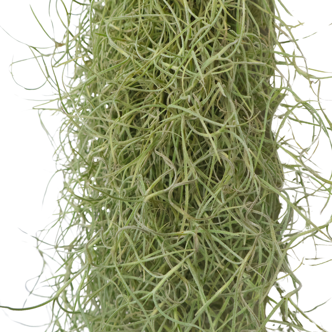 Tillandsia Usneoides (Spanish Moss)