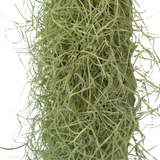 Tillandsia Usneoides (Spanish Moss)