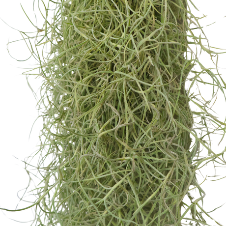 Tillandsia Usneoides (Spanish Moss)