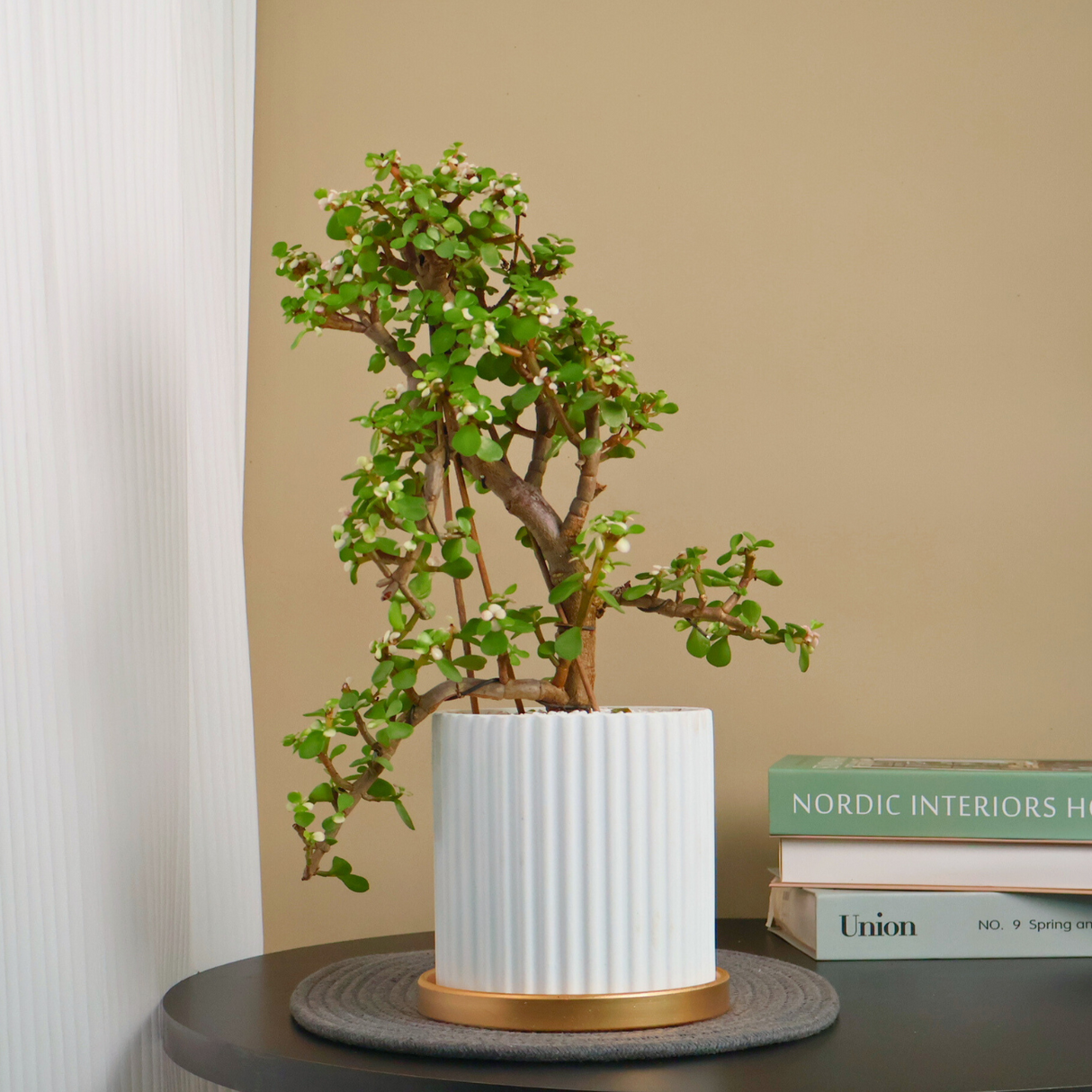 Portulacaria Afra (Dwarf Jade) in Ceramic Pot