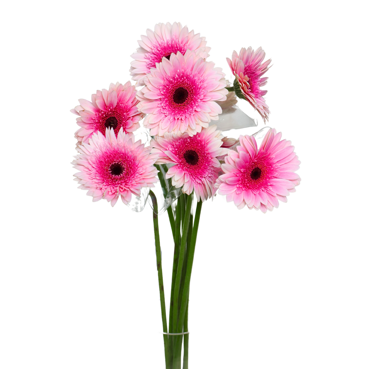 Gerbera (Malaysia)