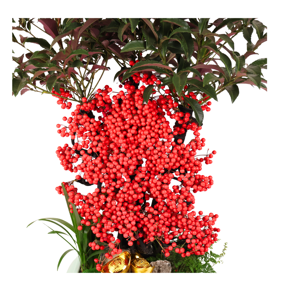 Ardisia Crenata (Lucky Berries 富贵籽)