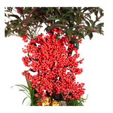 Ardisia Crenata (Lucky Berries 富贵籽)