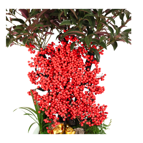 Ardisia Crenata (Lucky Berries 富贵籽)