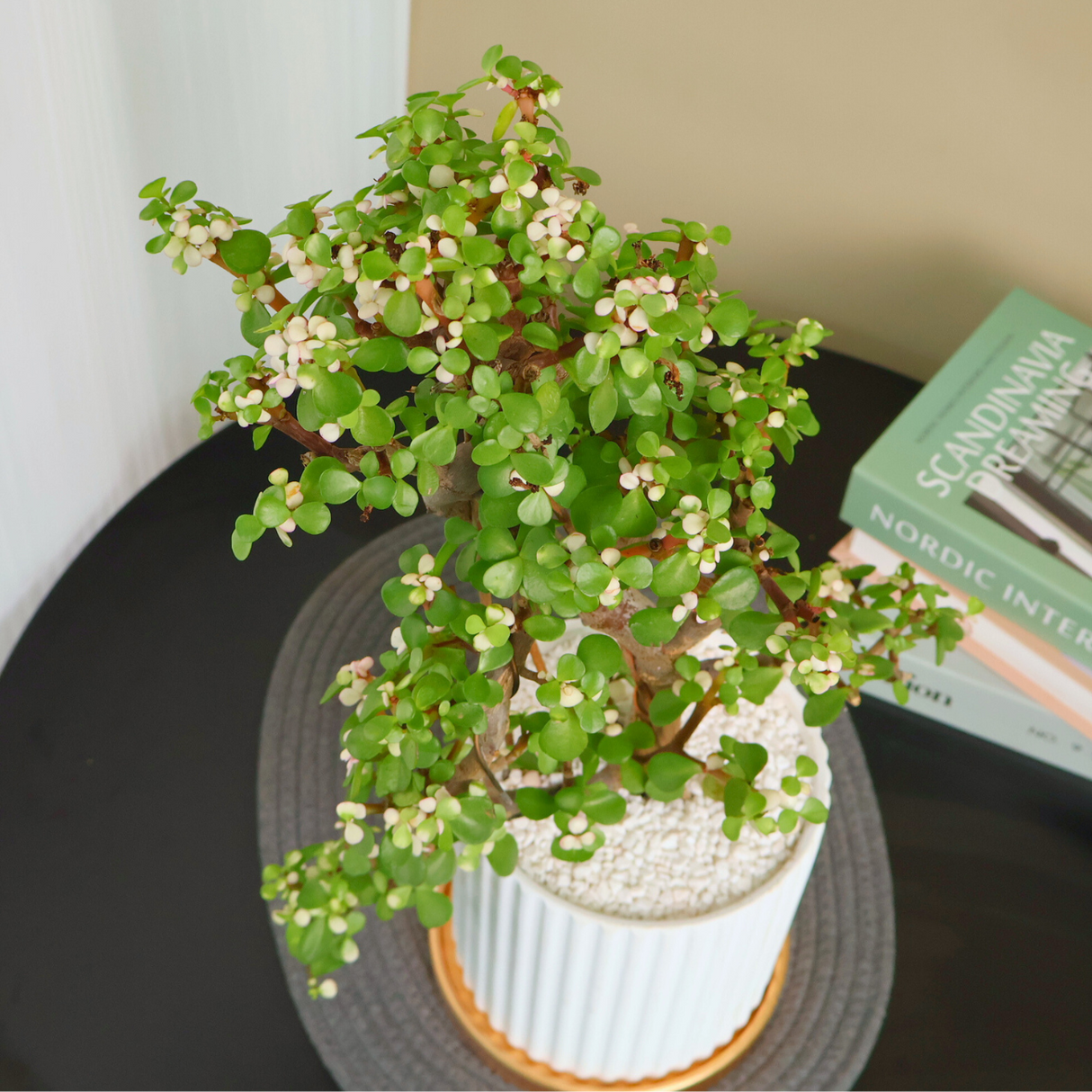 Portulacaria Afra (Dwarf Jade) in Ceramic Pot