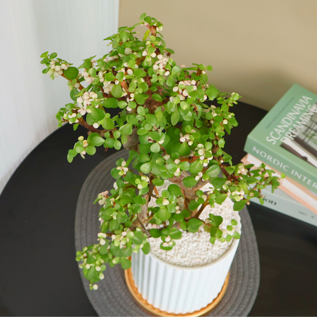 Portulacaria Afra (Dwarf Jade) in Ceramic Pot