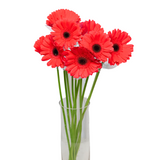 Gerbera (Malaysia)